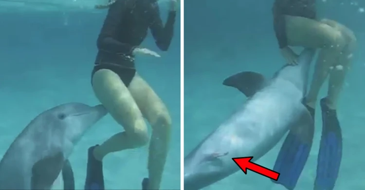 Порно видео дельфин и женщина