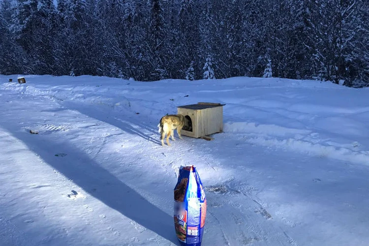 Собака После Нового Года Собака После Нового Года