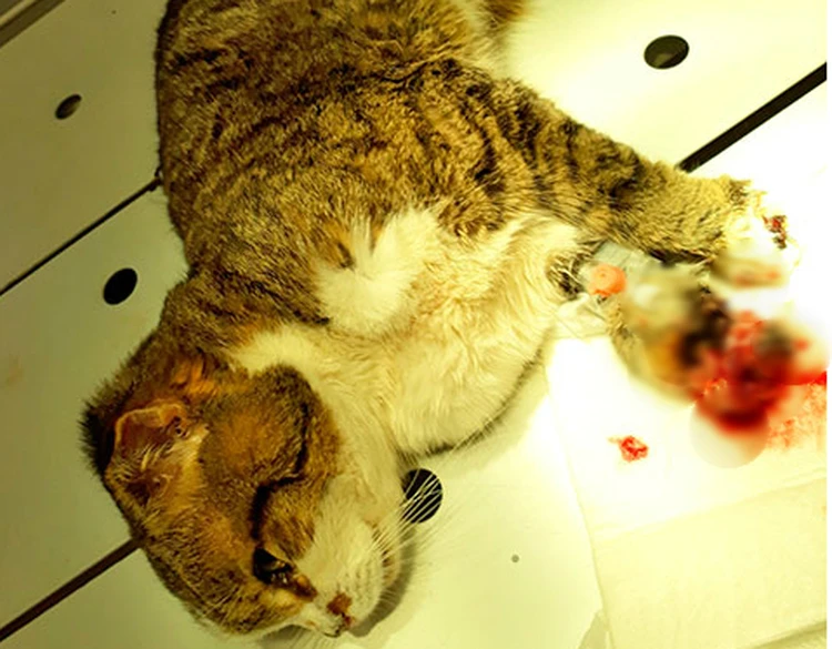 Обморожение у кошки: клинические признаки и профилактика