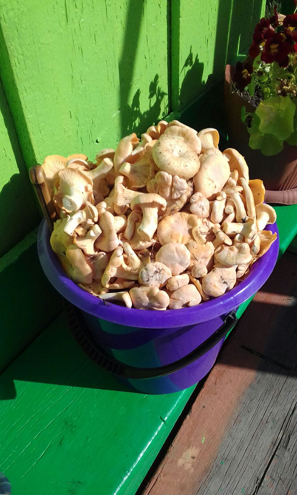 А как вам такое ведерко лисичек?