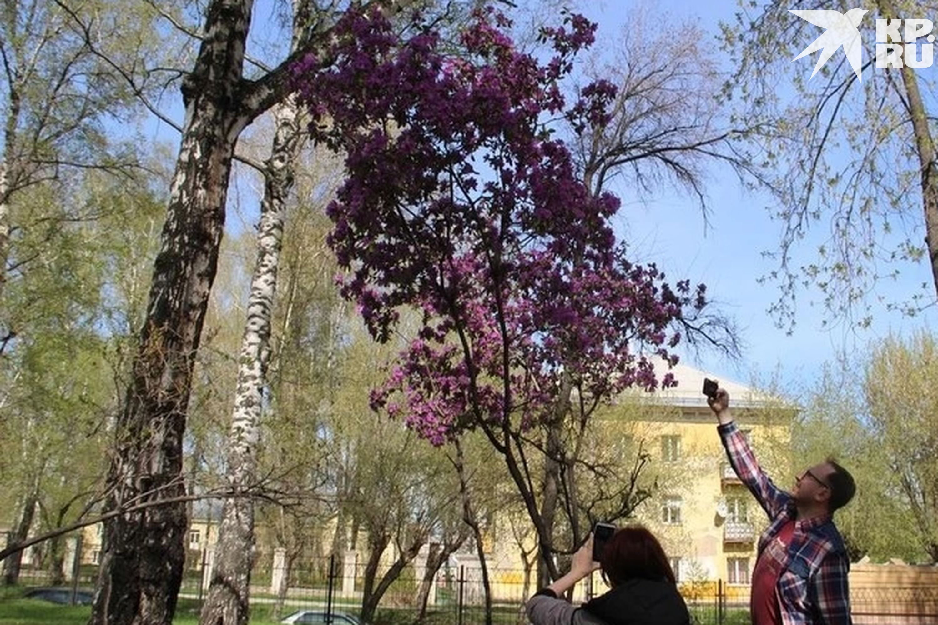Маральник расцветает в Павловском сквере.