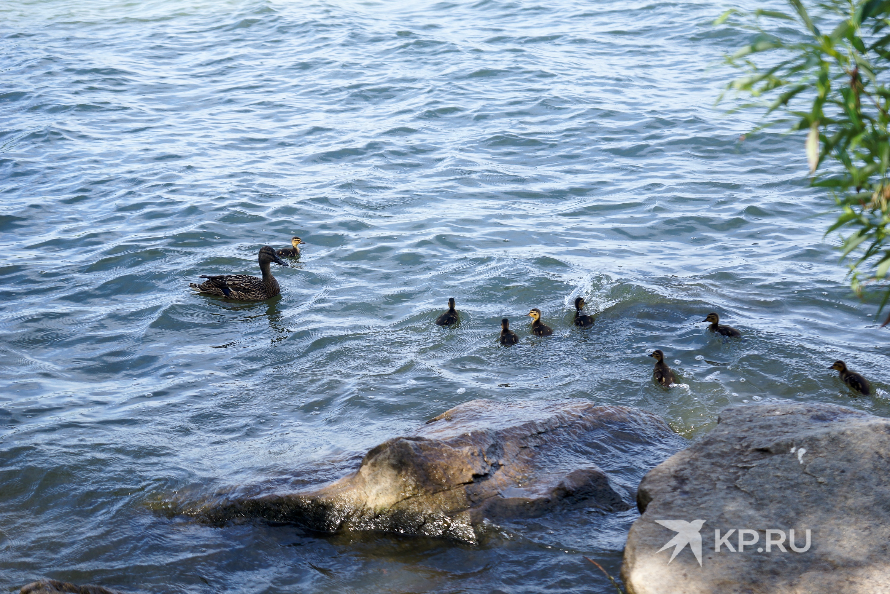 Утки живут на озерах города и близлежащих водоемах