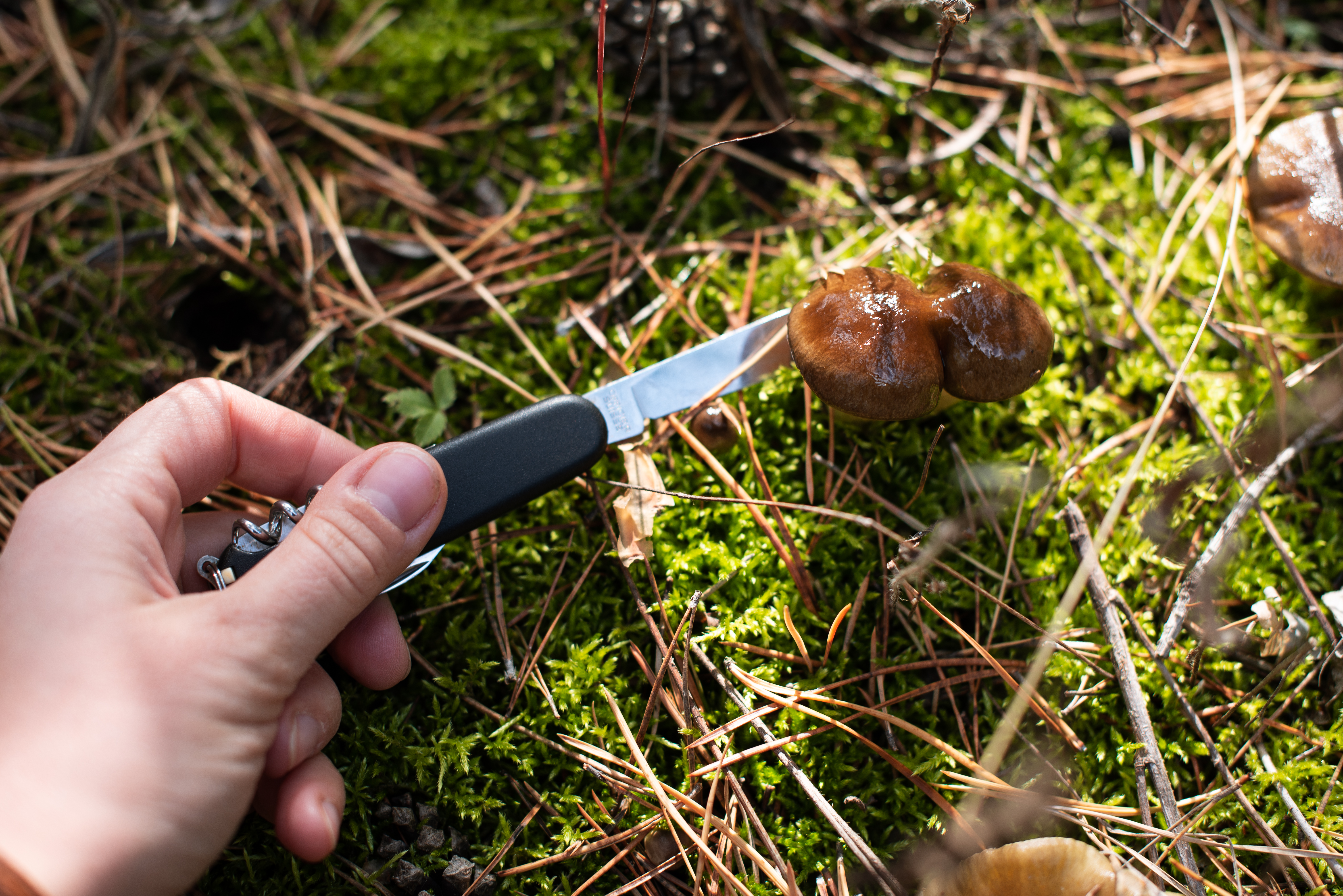Топовые грибные места Челябинской области: где растут белые лисички и подосиновики