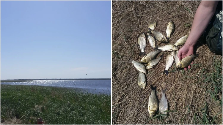 Виды рыбы, обитающей в реке Иртыш
