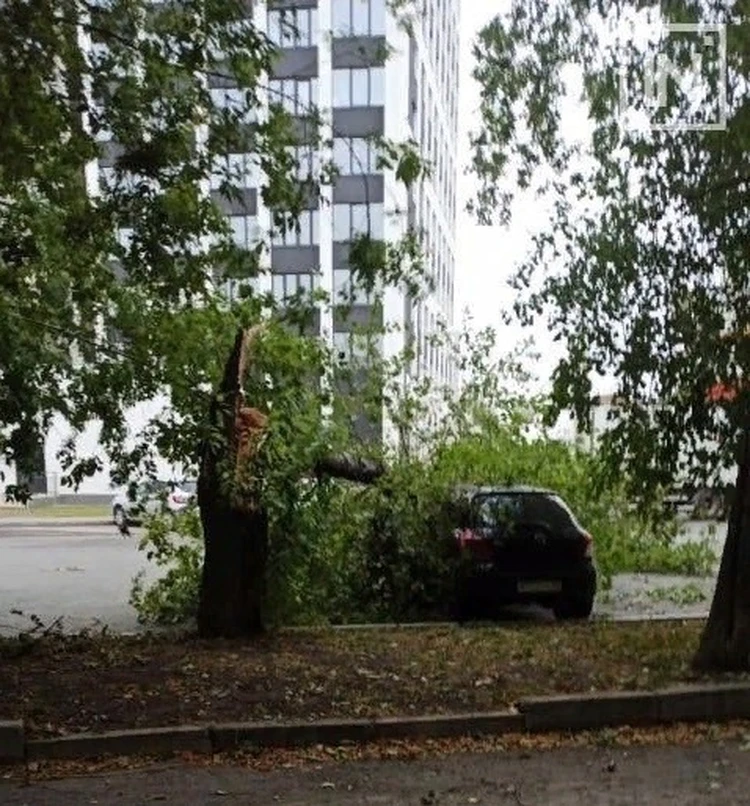 Сотни крыш автобусных остановок города утрехт в нидерландах покрыли растениями для каких целей