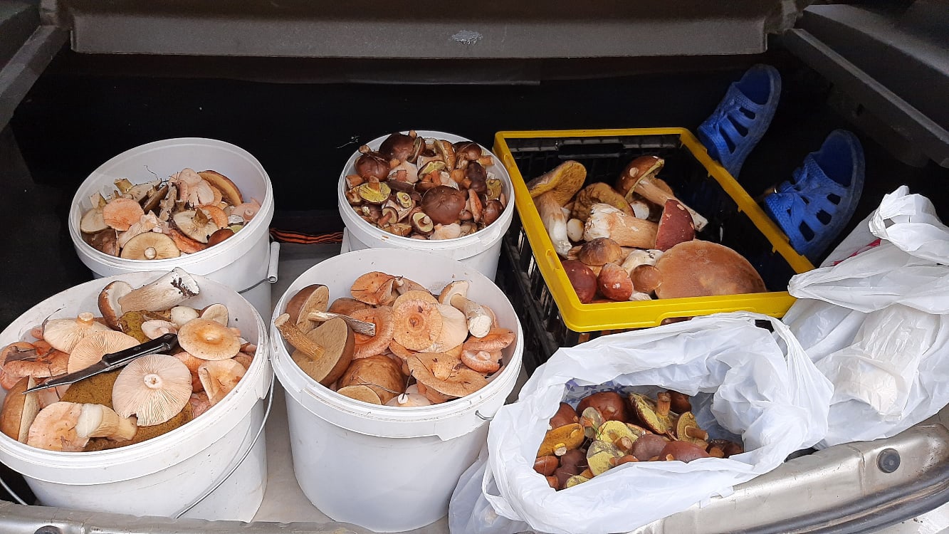 В некоторых местах грибов так много, что их вывозят чуть ли не багажниками. Фото: Марина Марина