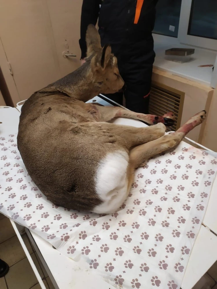 Необычный пациент сейчас находится в отдельном помещении с отоплением. Фото: министерство лесного хозяйства и охраны объектов животного мира Нижегородской области.