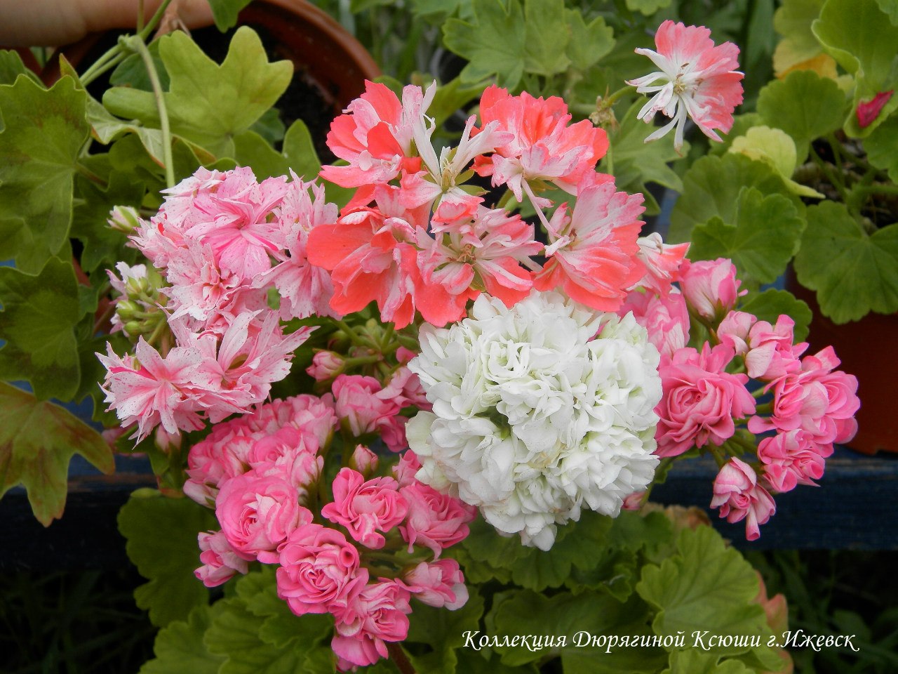Odrůdové pelargonie. Foto: Ksenia Duryagina