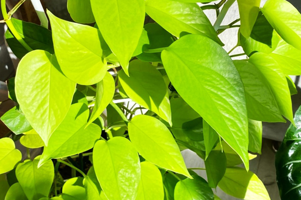 Epipremnum aureus
