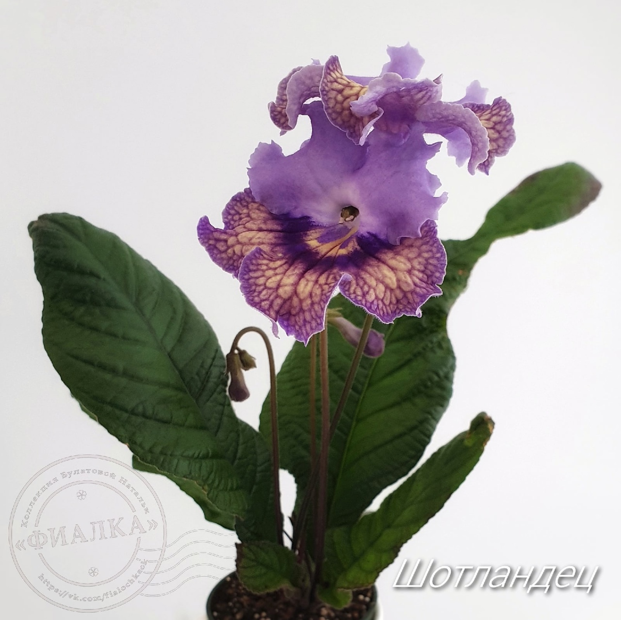 streptokarpus. Foto: https://vk.com/fialochkaok
