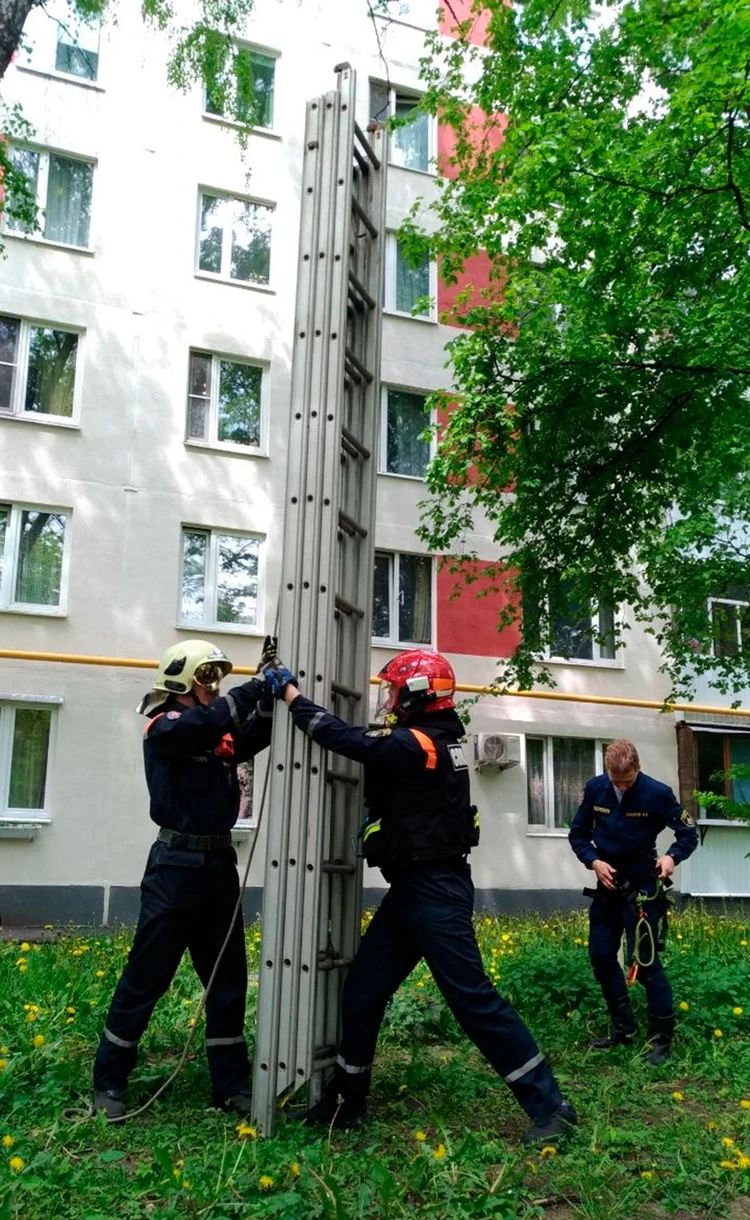 Дрозд дрозду товарищ: московские спасатели вызволили из гнезда застрявшего  птенца - KP.RU