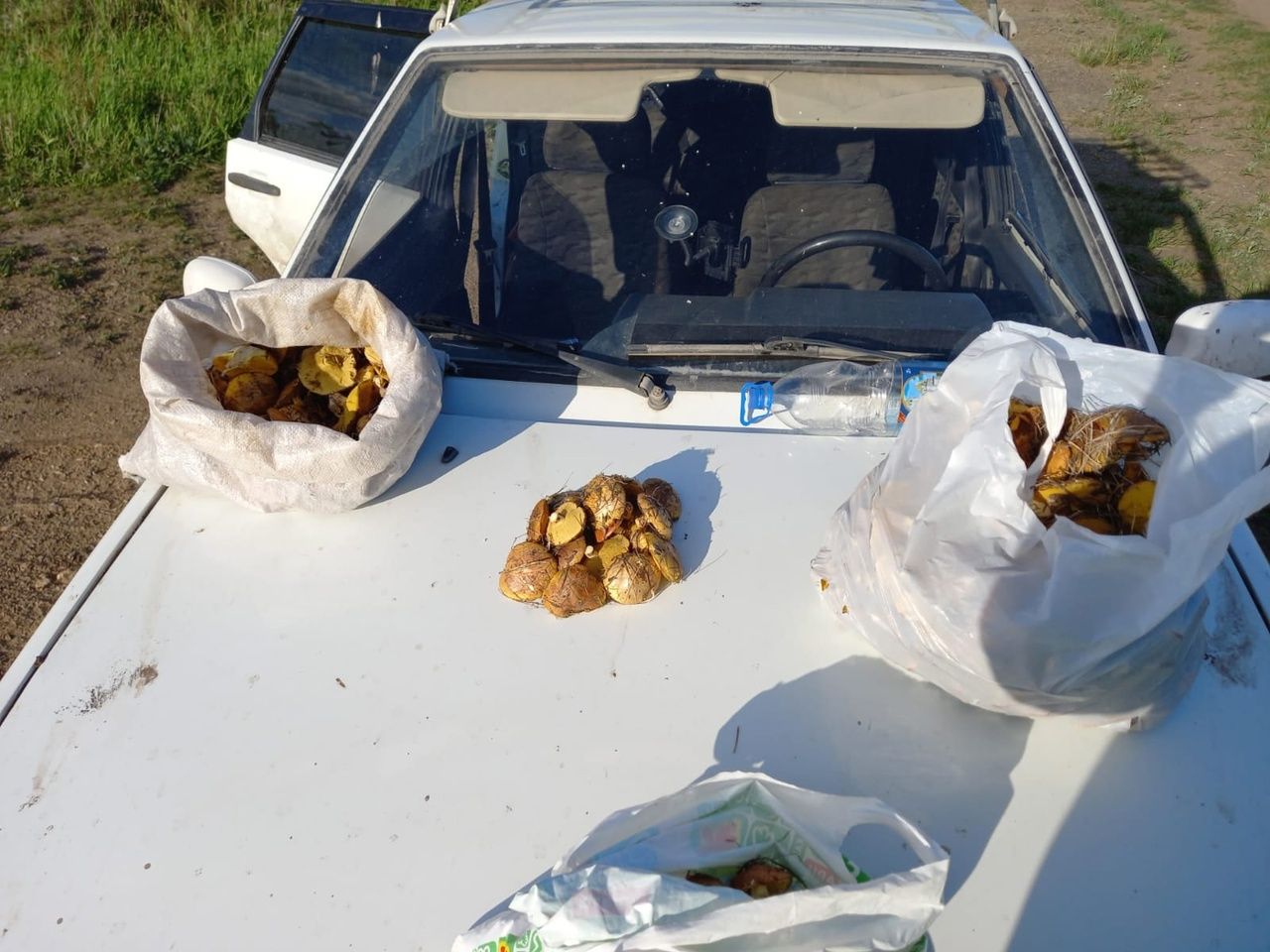 Foto: Vladimir Zyryanov