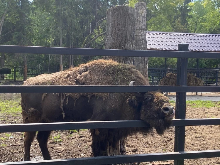 екатерина морозова рысь Большереченский бейби-бум: в зоопарке в Омской области заговорили о расширении территории - KP.RU