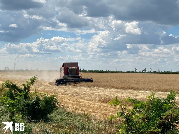 На поля выходит российская сельхозтехника - медлить нельзя, зерно начнет осыпаться.