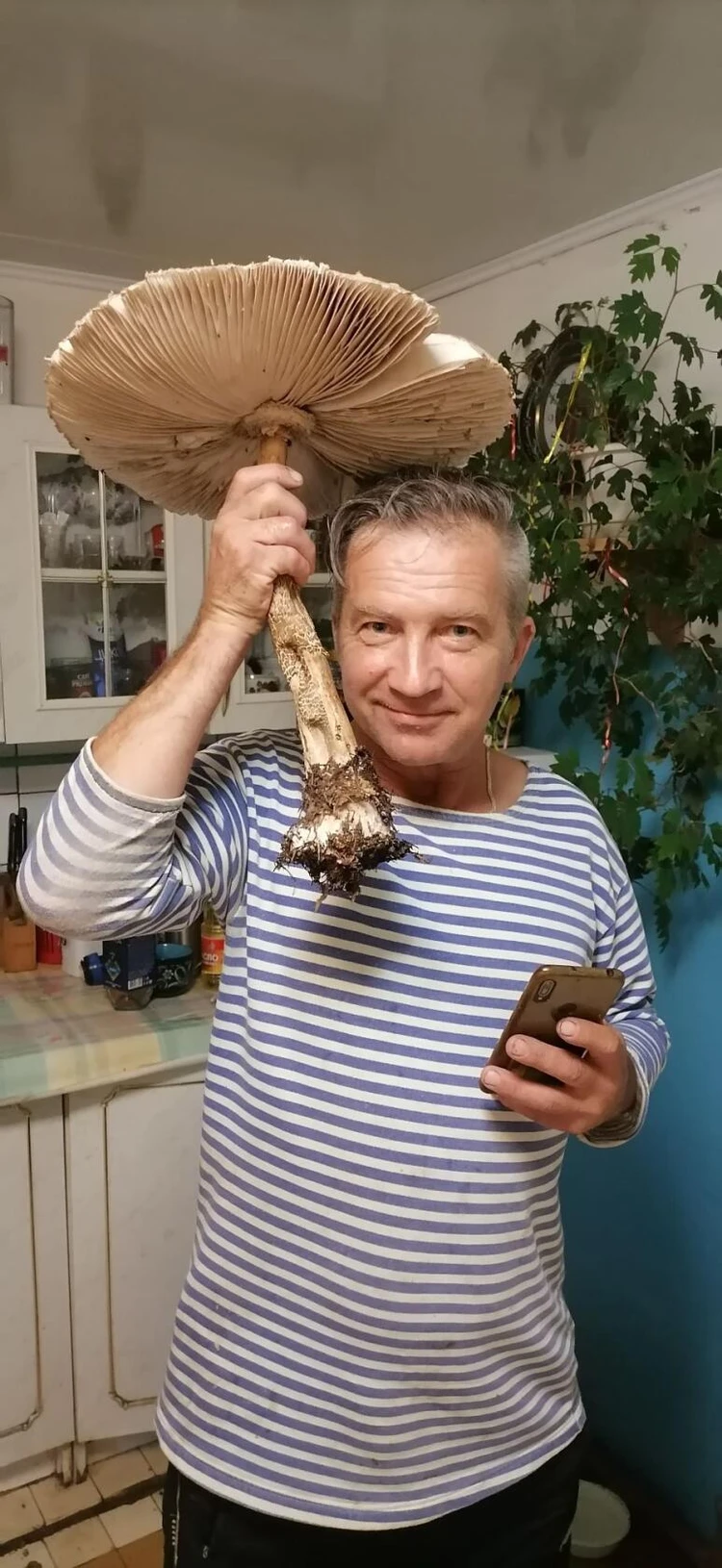 webmaster-korolev.ru: Как приготовить грибы-зонтики и отличить их от поганок