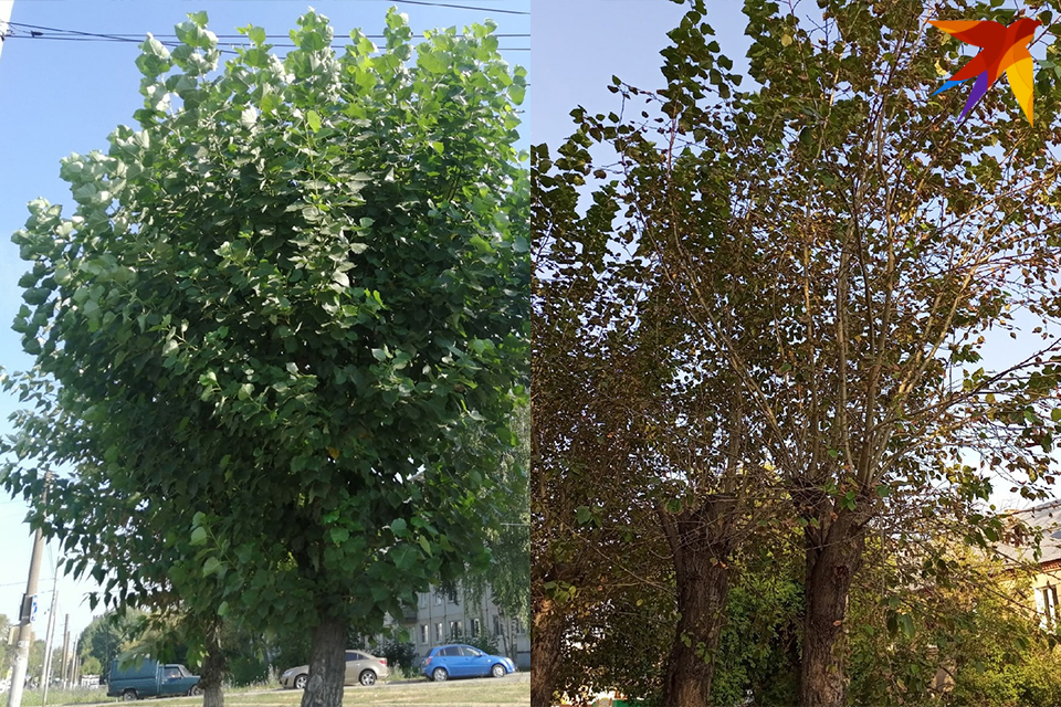 Tyto dvě fotografie topolů byly pořízeny koncem srpna v různých částech Iževska - jeden strom je zdravý, druhý je poškozen moly. Foto Ekaterina Ardasheva, Dana Solntseva
