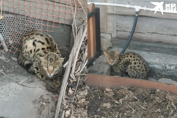 Миллион в огороде»: в новосибирском селе нашли кота самой дорогой в мире  породы - KP.RU