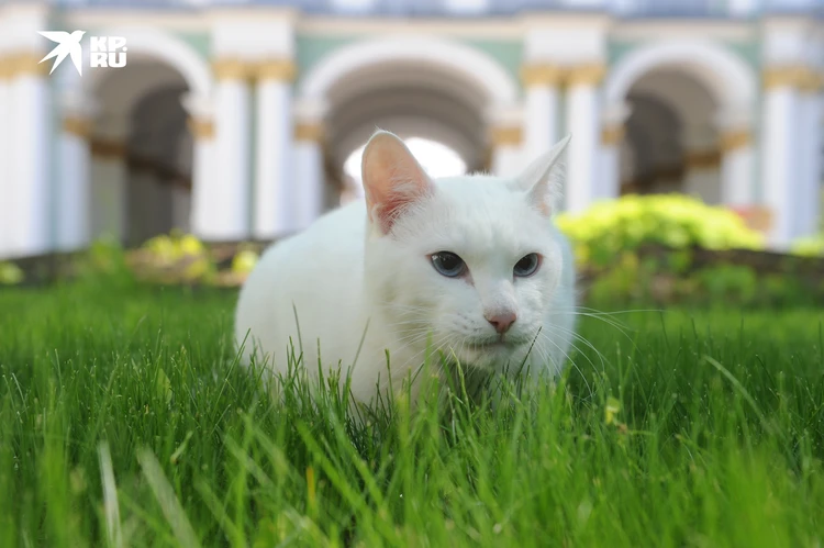 «Аптекарский огород»: Коты на нашей территории – потомки царских котов времён Петра I