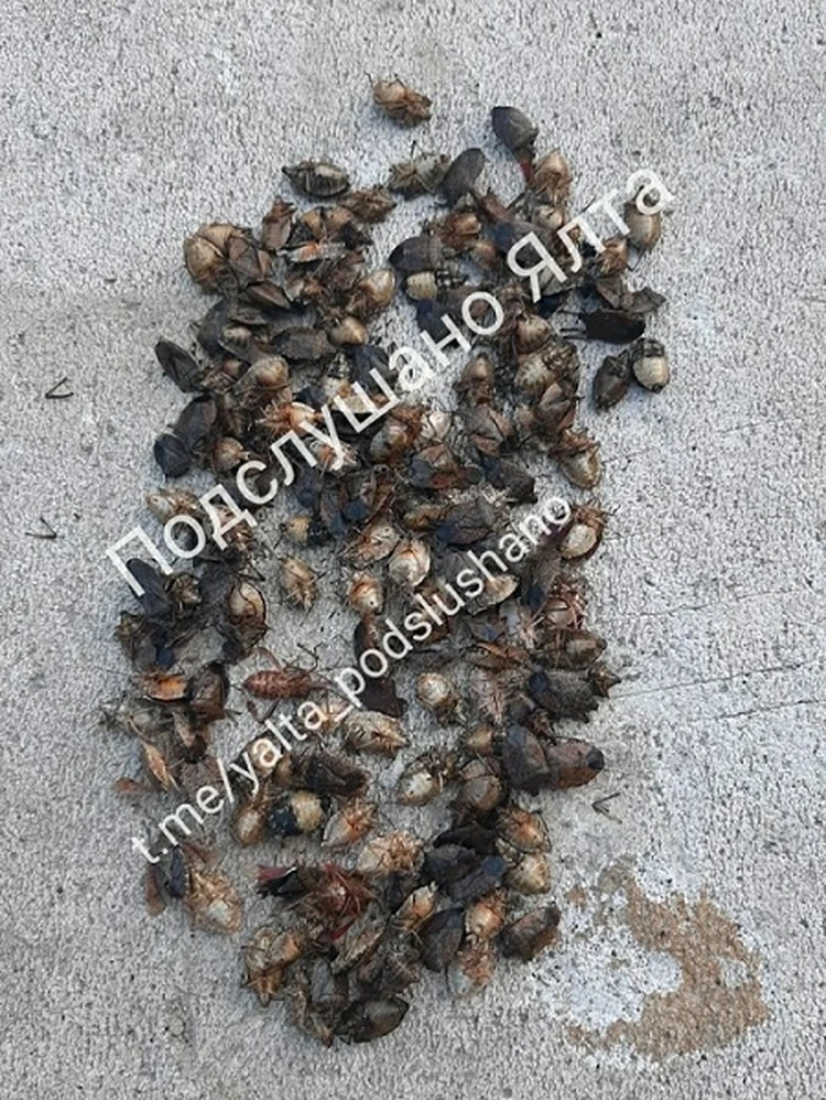 Жыныстық қатынас