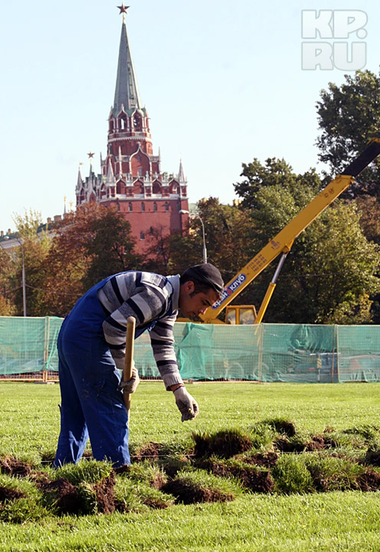 Как воруют деньги на озеленении Москвы - KP.RU