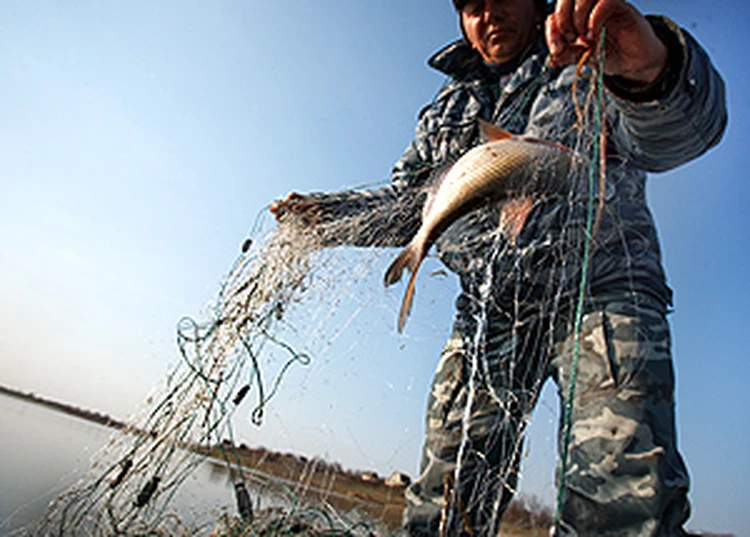 На что ловить белугу в реальной рыбалке на Волге?
