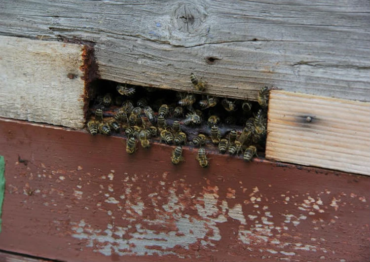 Павильон для пчел: стационарный, для зимовки, содержание пчел
