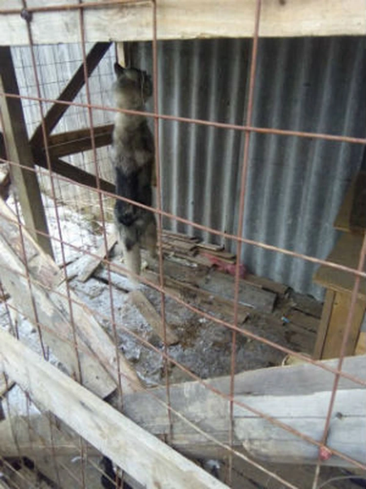В островском приюте для собак украли инвентарь, корм и убили пса