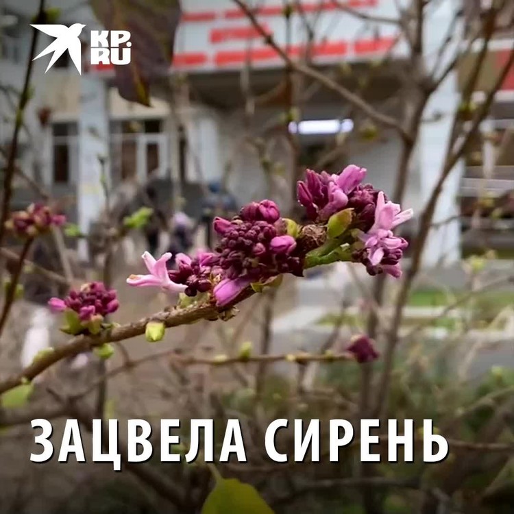 когда цветет сирень в краснодаре