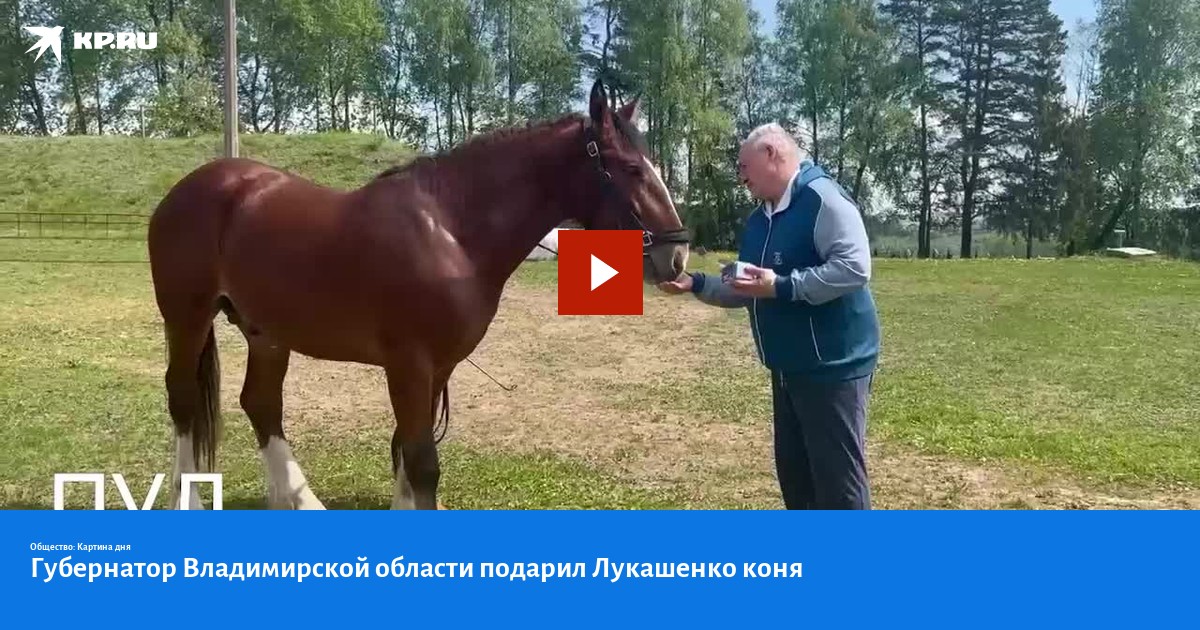 подарили лошадь. лошадь путина. лошадь путина. подарил лошадь. конь президента путина.